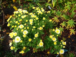 (1) Website_Herbst_Herbst-Chrysantheme_cremefarbene gefüllt blühende Niedrige am Aufblühen.JPG