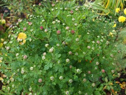 (3) Website_Herbst_Herbst-Chrysantheme_gelb-orange farbene einfache Blüte am Knospen.JPG