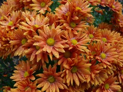 (4) Website_Herbst_Herbst-Chrysantheme_gelb-orange farbene Hohe in voller Blüte.JPG