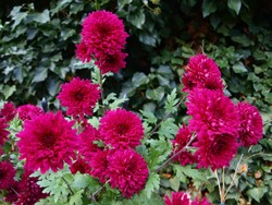 (5) Website_Herbst_Herbst-Chrysantheme_dunkelrote gefüllt blühende Hohe.JPG