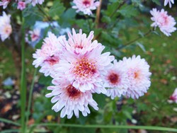 (6) Website_Herbst_Herbst-Chrysantheme_rosé farbene gefüllt blühende Hohe.JPG