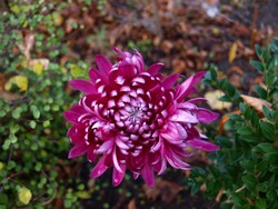 (7) Website_Herbst_Herbst-Chrysantheme_lila gefüllt blühende Mittelhohe.JPG