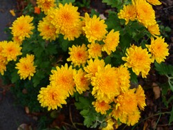(9) Website_Herbst_Herbst-Chrysantheme_gelb-orange gefüllt blühende Mittelhohe.JPG