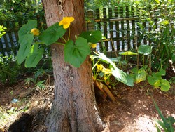 (1) Website_Kurioses_Einführtext_Kürbis und Fichte.JPG