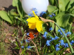 (3) Website_Kurioses_Einführtext_Narzisse und Schmetterling.JPG