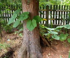 (1) Website_Kurioses_Kürbis und Fichte_rankend.JPG