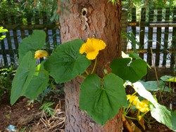 (2) Website_Kurioses_Kürbis und Fichte_blütenbildend.JPG