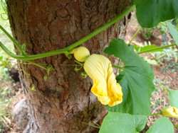 (3) Website_Kurioses_Kürbis und Fichte_fruchtbildend.JPG