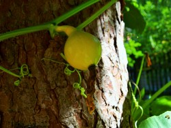 (4) Website_Kurioses_Kürbis und Fichte_Frucht tragend.JPG