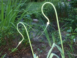 (1) Website_Kurioses_Lauch und Rose_graziler Kopfschwung.JPG