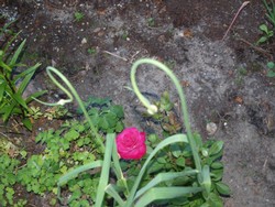 (2) Website_Kurioses_Lauch und Rose_Rosenanblick.JPG