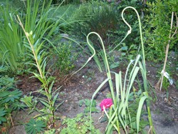 (3) Website_Kurioses_Lauch und Rose_Schutzhaltung.JPG