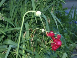 (4) Website_Kurioses_Lauch und Rose_Paar zwei mit Rosenfamilie.JPG