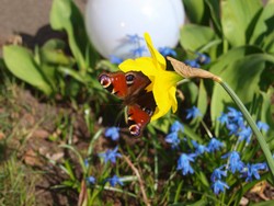 (1) Website_Kurioses_Narzisse mit Schmetterling saugend.JPG