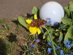 (2) Website_Kurioses_Narzisse mit Schmetterling.JPG