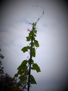 (2) Website_Kurioses_Winde_Himmelsstürmerin.JPG