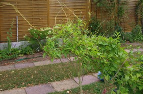 (3) Website_Kurioses_Winde wird zum Tier (2).JPG