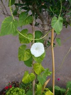 (4) Website_Kurioses_Winde_Olivenstamm umgarnend.JPG