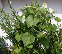 (5) Website_Kurioses_Olivio umgarnend.JPG