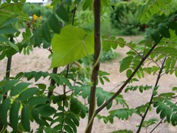 (6) Website_Kurioses_Winde_Eberesche erklimmend.JPG