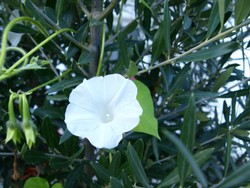 (7) Website_Kurioses_Winde_Unschuldsblick der weißen Würgerin.JPG