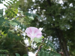 (8) Website_Kurioses_Winde_rosa Schönheit.JPG